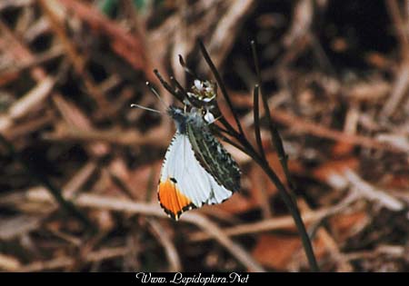 Anthocharis midea - Falcate Orangetip, Male, Copyright 1999 - 2002,  Dave Morgan
