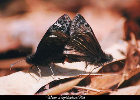 Erynnis horatius - Horace's Duskywing, Copyright 1999 - 2002,  Dave Morgan