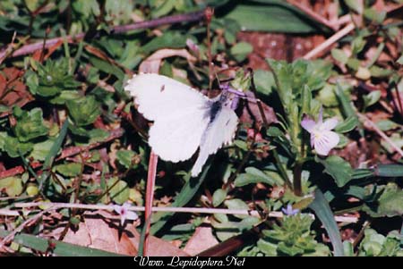 Anthocharis midea - Falcate Orangetip, Female, Copyright 1999 - 2002,  Dave Morgan