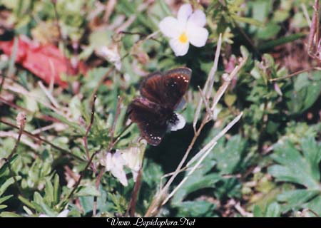 Pholisora catullis - Common Sootywing, Copyright 1999 - 2002,  Dave Morgan