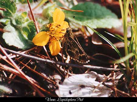 Amblyscirtes aesculapius - Lace-winged Roadside Skipper, Copyright 1999 - 2002,  Dave Morgan