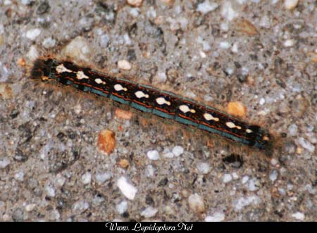 Malacosoma disstria - Forest Tent Caterpillar, Copyright 1999 - 2002,  Dave Morgan