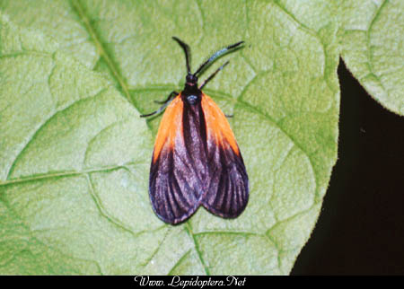 Pyromorpha dimidiata - Orange-patched Smoky Moth, Copyright 1999 - 2002,  Dave Morgan