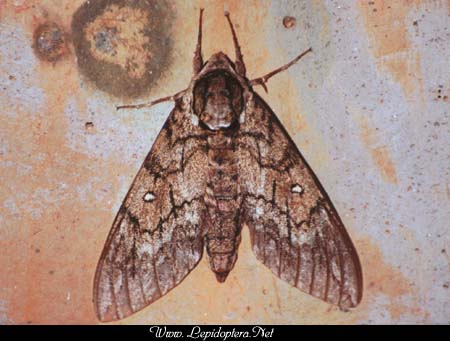 Ceratomia undulosa - Waved Sphinx, Copyright 1999 - 2002,  Dave Morgan