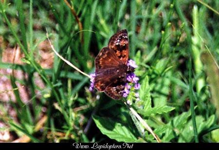 Erynnis horatius - Horace's Duskywing, Copyright 1999 - 2002,  Dave Morgan