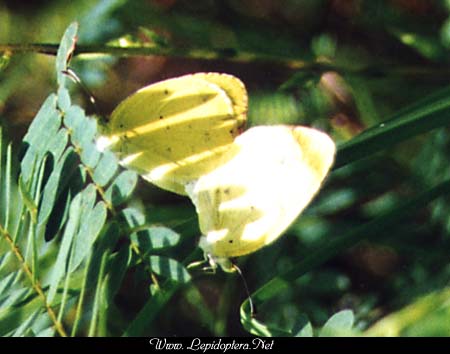 Eurema lisa - Little Yellow, Copyright 1999 - 2002,  Dave Morgan