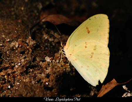 Phoebis sennae - Cloudless Sulphur, Copyright 1999 - 2002,  Dave Morgan