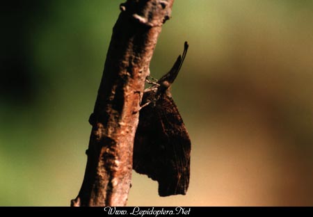 Libytheana carinenta bachmanni - American Snout, Copyright 1999 - 2002,  Dave Morgan