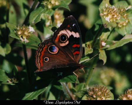 Junonia coenia - Buckeye, Copyright 1999 - 2002,  Dave Morgan