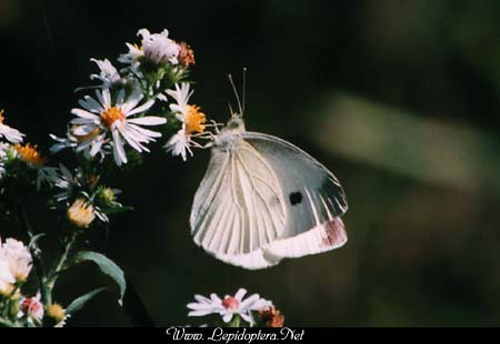 Pieris rapae - Cabbage Butterfly, Copyright 1999 - 2002,  Dave Morgan
