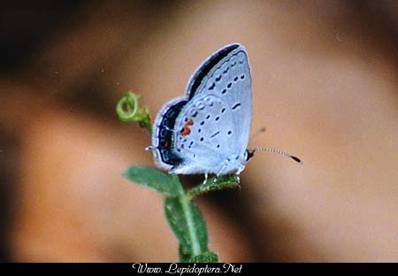 Everes comyntas - Eastern Tailed Blue, Copyright 1999 - 2002,  Dave Morgan