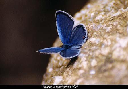 Everes comyntas - Eastern Tailed Blue, Copyright 1999 - 2002,  Dave Morgan