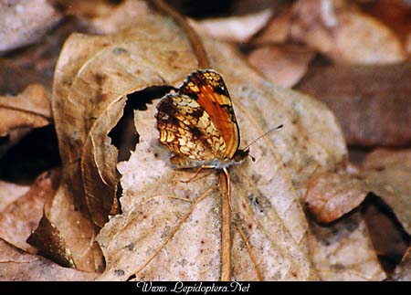 Phyciodes tharos - Pearl Crescent, Copyright 1999 - 2002,  Dave Morgan