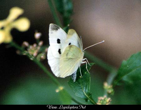 Pieris rapae - Cabbage Butterfly, Copyright 1999 - 2002,  Dave Morgan