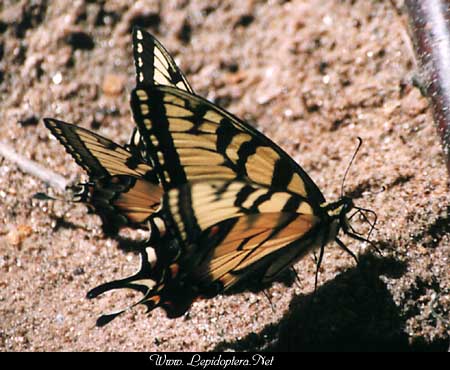 Papilio glaucus - Tiger Swallowtail, Males, Copyright 1999 - 2002,  Dave Morgan