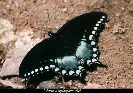 Papilio troilus - Spicebush Swallowtail, Copyright 1999 - 2002,  Dave Morgan