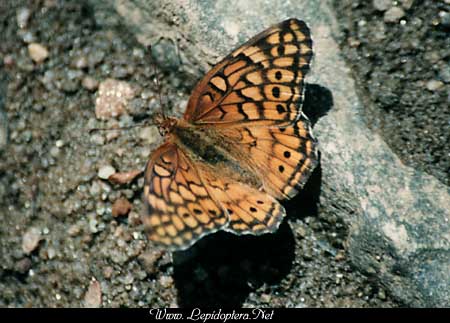 Euptoieta claudia - Variegated Fritillary, Copyright 1999 - 2002,  Dave Morgan