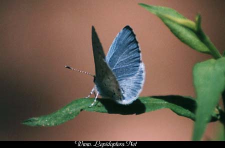 Celastrina argiolus - Spring Azure, Copyright 1999 - 2002,  Dave Morgan