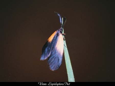 Pyromorpha dimidiata - Orange-patched Smoky Moth, Copyright 1999 - 2002,  Dave Morgan