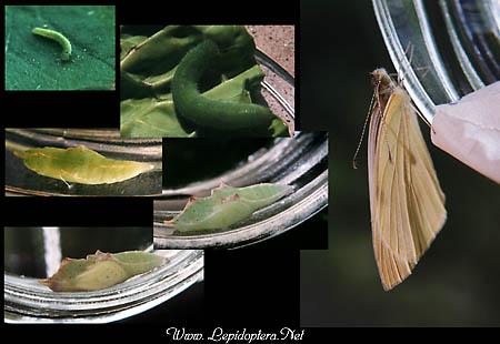 Pieris rapae - Cabbage Butterfly, Larva, Pupa, New Adult, Copyright 1999 - 2002,  Dave Morgan