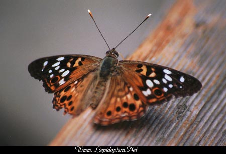 Asterocampa celtis - Hackberry Butterfly, Copyright 1999 - 2002,  Dave Morgan