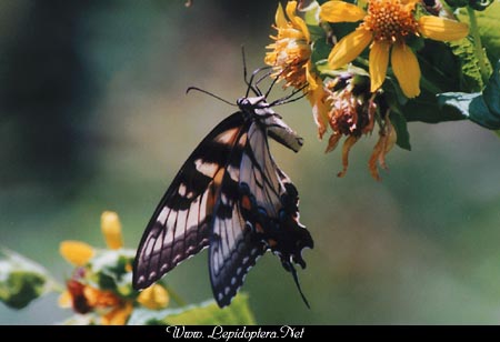 Papilio glaucus - Tiger Swallowtail, Hembra, Copyright 1999 - 2002,  Dave Morgan
