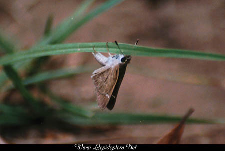 Lerodea eufala - Eufala Skipper, Ovipositing, Copyright 1999 - 2002,  Dave Morgan