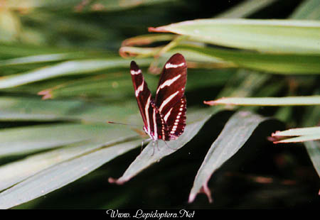 Heliconius charitonius - Zebra Longwing, Copyright 1999 - 2002,  Dave Morgan