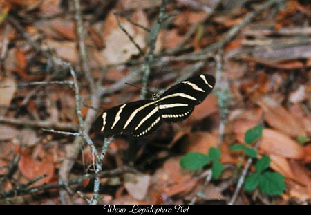 Heliconius charitonius - Zebra Longwing, Copyright 1999 - 2002,  Dave Morgan