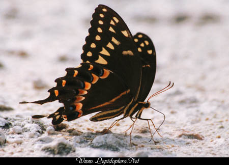 Papilio palamedes - Palamedes Swallowtail, Copyright 1999 - 2002,  Dave Morgan
