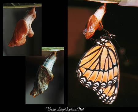 Limenitis archippus - Viceroy, Pupa and newly-emerged adult, Copyright 1999 - 2002,  Dave Morgan
