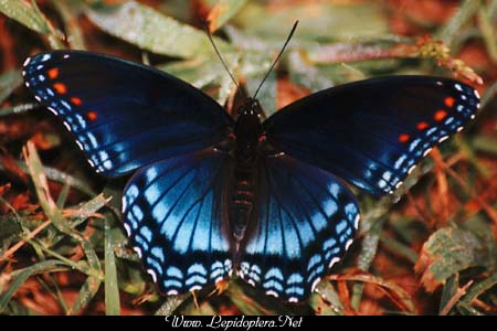 Limenitis arthemis astyanax - Red-spotted Purple, Copyright 1999 - 2002,  Dave Morgan