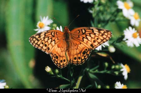 Euptoieta claudia - Variegated Fritillary, Copyright 1999 - 2002,  Dave Morgan