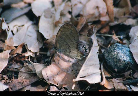 Cyllopsis gemma - Gemmed Satyr, Copyright 1999 - 2002,  Dave Morgan