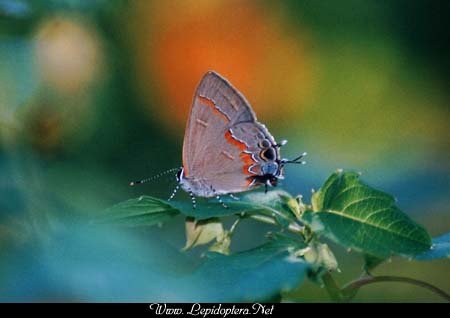 Calycopis cecrops - Red-banded Hairstreak, Orange-banded!, Copyright 1999 - 2002,  Dave Morgan