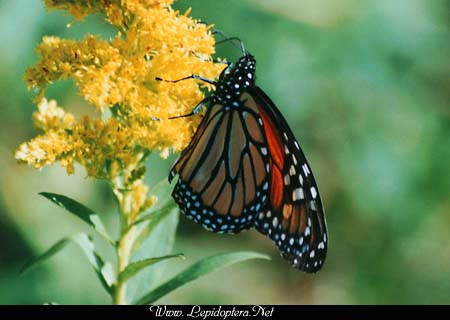 Danaus plexippus - Monarch, Copyright 1999 - 2002,  Dave Morgan