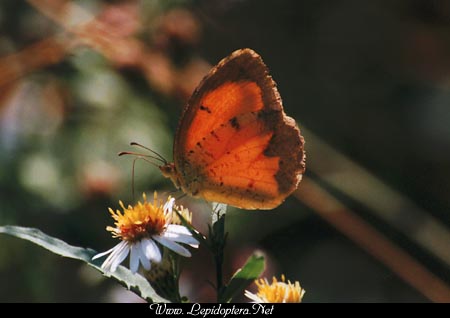 Eurema nicippe - Sleepy Orange, Copyright 1999 - 2002,  Dave Morgan
