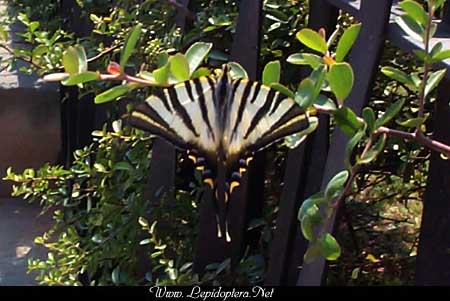 Iphiclides podalirius - Scarce Swallowtail, Copyright 1999 - 2002,  Dave Morgan