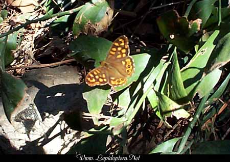 Pararge aegeria - Speckled Wood Butterfly, Copyright 1999 - 2002,  Dave Morgan