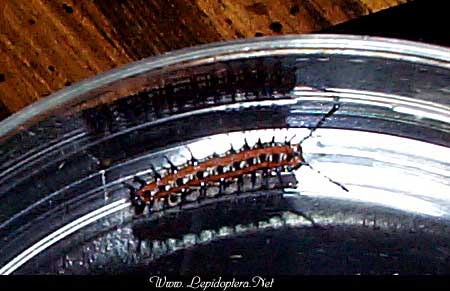 Euptoieta claudia - Variegated Fritillary, Larva, Copyright 1999 - 2002,  Dave Morgan
