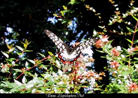 Eleppone anactus - Dingy Swallowtail, Copyright 1999 - 2002,  Dave Morgan