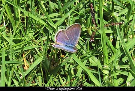 Zizina labradus - Australian Common Grass Blue, Copyright 1999 - 2002,  Dave Morgan
