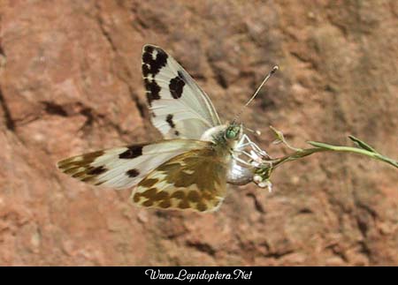 Pontia daplidice - Bath White, Ovipositing, Copyright 1999 - 2002,  Dave Morgan